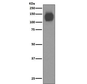 Western blot testing of human ThP-1 cell lysate with PECAM1 antibody. Expected molecular weight: 83-