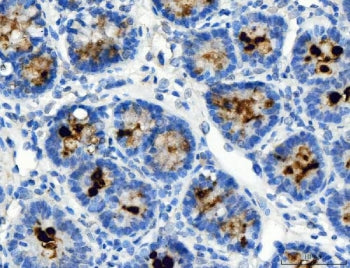 ATP4A Antibody