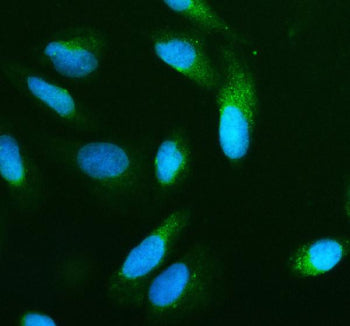 Immunofluorescent staining of BNIP3L using anti-BNIP3L antibody (green). BNIP3L was detected in an i