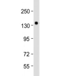 Western blot testing of mouse brain lysate with NRCAM antibody at 1:2000. Predicted molecular weight