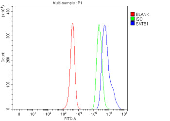 Flow Cytometry analysis of human JK cells using anti-SNTB1 antibody. Overlay histogram showing JK ce