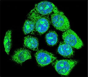 Confocal immunofluorescent analysis of EGR1 antibody with HeLa cells followed by Alexa Fluor 488-con