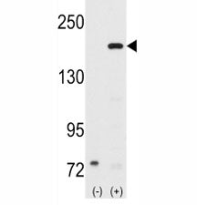 Western blot analysis of SRC-1 antibody and 293 cell lysate (2 ug/lane) either nontransfected (Lane 