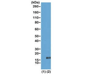 Western blot of recombinant histone H3.3 (1) and acid extracts of HeLa cells (2), using the recombin