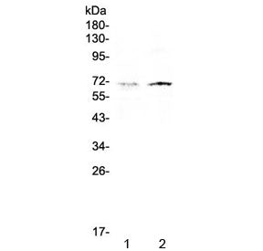 Western blot testing of human 1) HeLa and 2) HepG2 cell lysate with CLPX antibody at 0.5ug/ml. Predi