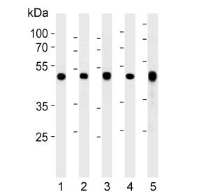 Western blot testing of 1) human Jurkat, 2) human MCF7, 3) human U-251, 4) mouse NIH 3T3 and 5) mous