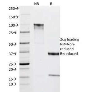 SDS-PAGE Analysis of Purified, BSA-Free HLA-DR Antibody (clone IPO-10). Confirmation of Integrity an