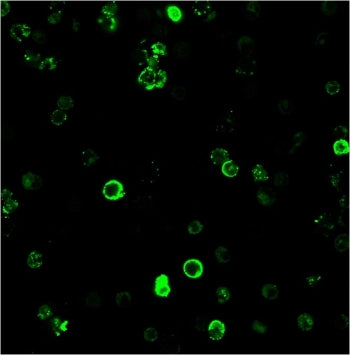 Immunofluorescent staining of human PBMC with CD8a antibody + CF488-conjugated secondary (clone C8/4