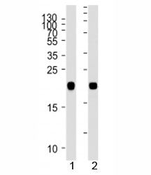 NRAS Antibody