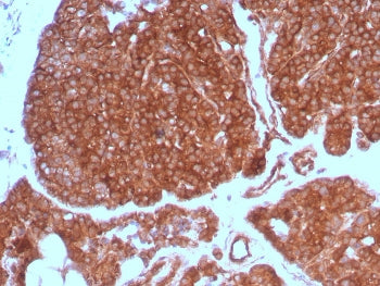 c-RET Antibody