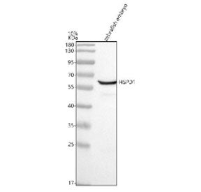 Western blot testing of zebrafish embryo tissue lysate with Zebrafish Hsp60 antibody. Predicted mole
