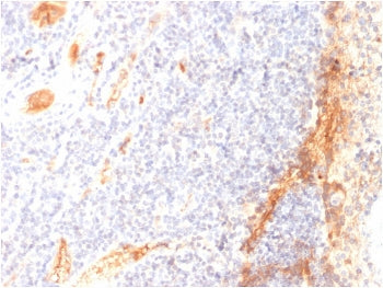 IHC staining of FFPE human tonsil with VEGF antibody (clone VG1). HIER: boil tissue sections in pH 9