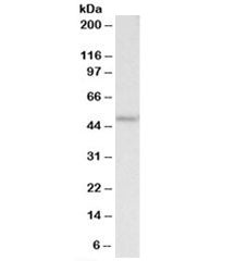 Western blot testing of HEK293 lysate with PLA1 antibody at 2ug/ml. Predicted molecular weight: ~47k