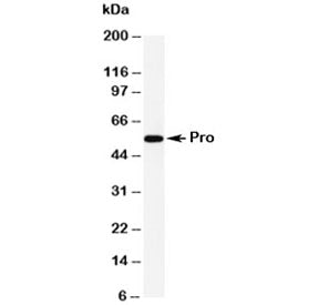 Caspase-8 Antibody