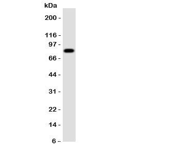 Proprotein Convertase 4 Antibody