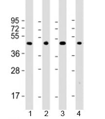 Western blot testing of 1) mouse brain, 2) human A431, 3) rat PC-12 and 4) human U-87 MG cell lysate