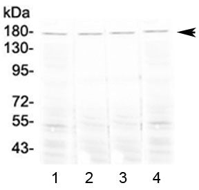 Western blot testing of 1) mouse lung, 2) mouse testis, 3) mouse stomach and 4) rat lung tissue lysa