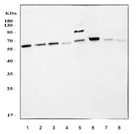 Western blot testing of 1) rat brain, 2) rat PC-12, 3) mouse brain, 4) mouse lung, 5) mouse NIH 3T3,