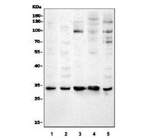 Cdk4 Antibody