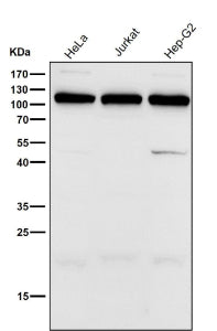 All lanes use the UBA7 antibody at 1:2000 dilution for 1 hour at room temperature. Predicted molecul