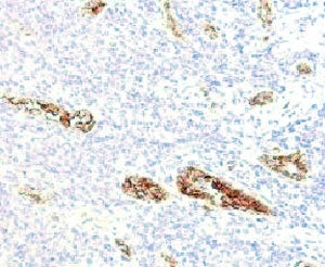 IHC testing of FFPE human pancreas and von Willebrand Factor antibody (clone WFA52-2). Required HIER