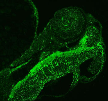 Immunofluorescent staining of FFPE zebrafish embryo tissue with Zebrafish Abcc12 antibody (green). H