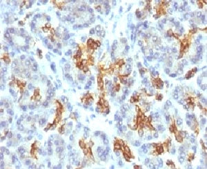 IHC testing of FFPE human pancreas and Keratin 19 antibody (clone CTKN19-1). FFPE testing requires s