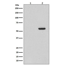 Western blot testing of 1) lysate from alkaline phosphatase-treated SH-SY5Y cells and 2) lysate from