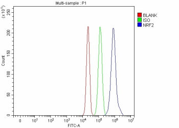 Flow Cytometry analysis of human RT4 cells using anti-NRF2 antibody. Overlay histogram showing RT4 c