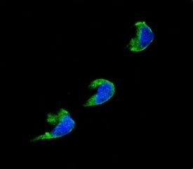 Confocal immunofluorescent analysis of CYP1A2 antibody with 293 cells followed by Alexa Fluor 488-co