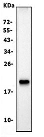 Western blot testing of mouse small intestine lysate with Cldn7 antibody. Predicted molecular weight