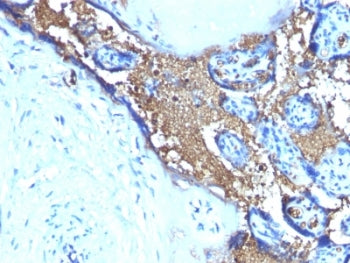 Glycophorin A Antibody