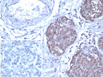 GATA3 Antibody