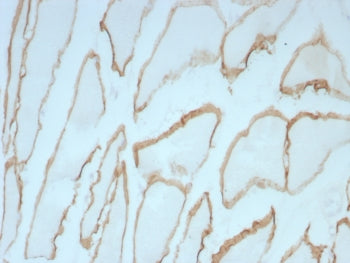 Dystrophin Antibody / DMD