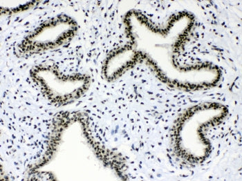 MSI1 Antibody / Musashi 1