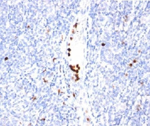 Granulocyte Marker Antibody