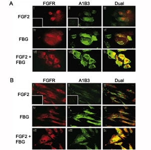 Colocalization of A1B3 and FGFR1 using IF. Treated, confluent ECs (A) or HFFs (B) were stained using