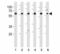HDAC1 antibody western blot analysis of (1) HeLa, (2) K562, (3) mouse NIH3T3 cell line and (4) mouse