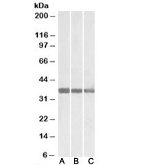 Western blot testing of human [A], mouse [B] and rat [C] heart lysate with MDH1 antibody at 0.01ug/m