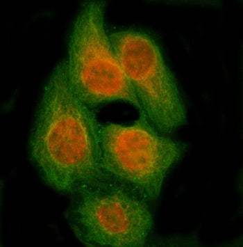 RBM14 Antibody / RNA-binding protein 14