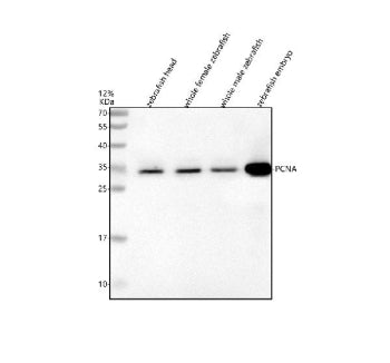 Western blot analysis of Pcna protein using Zebrafish Pcna antibody and 1) zebrafish head, 2) whole 