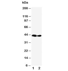 Flt3 ligand Antibody