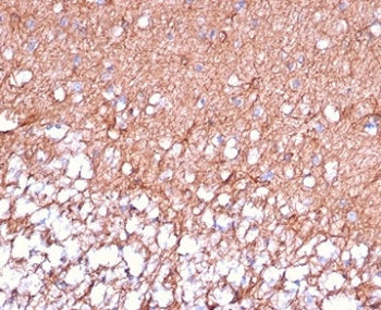 IHC staining of FFPE human cerebellum tissue with GFAP antibody (clone GFAP/6880). HIER: boil tissue