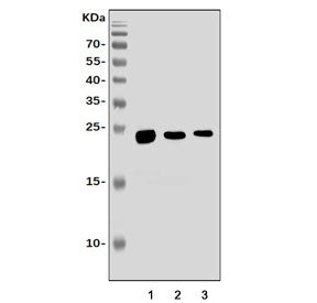 Aquaporin 1 Antibody / Aqp1