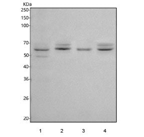 Western blot testing of 1) rat testis, 2) rat brain, 3) mouse testis and 4) mouse brain tissue lysat