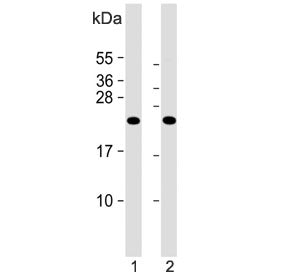 KLRC2 Antibody