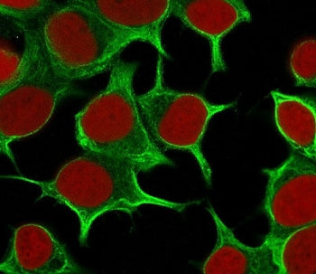 Immunofluorescent staining of permeabilized human MCF7 cells with Cytokeratin 19 antibody (clone CTK