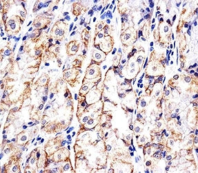 CDH1 Antibody