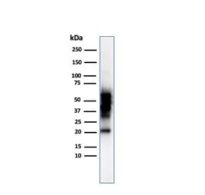 SOX10 Antibody