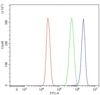 RPS4X/Y1/Y2 Antibody